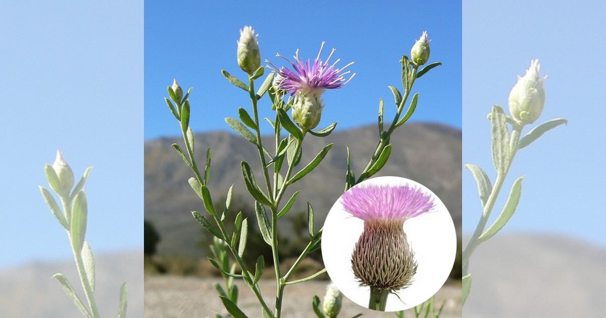 Natural Ecdysteroids from Rhaponticum